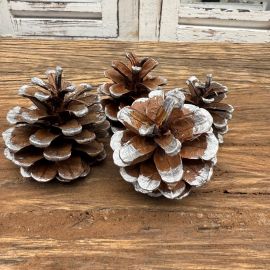 Naturzapfen Schwarzkiefer mit silbernen Spitzen