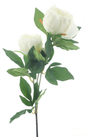 Pfingstrose x3 cream