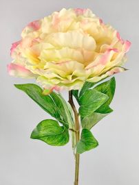 Pfingstrose/Päonie gelb-pink
