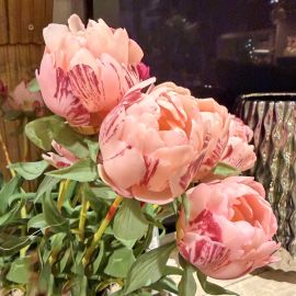 Pfingstrosenbund x3 rosa