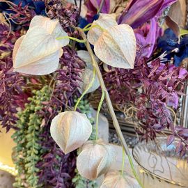 Physalis Zweig grün