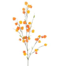 Physalis Zweig orange