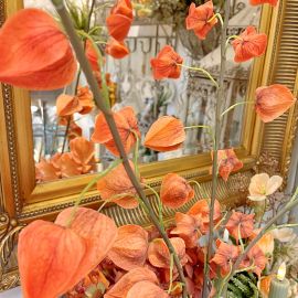 Physalis Zweig orange