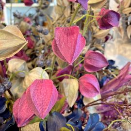 Physalis Zweig purple