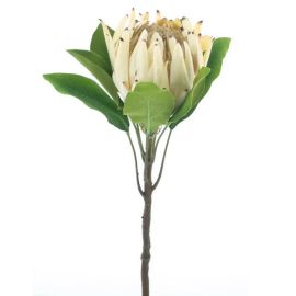 Protea Zweig cream