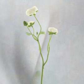 Ranunkel Azura cream 