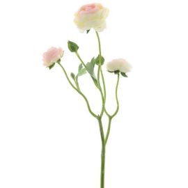 Ranunkel Azura cream/pink