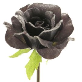 Rose braun beschneit