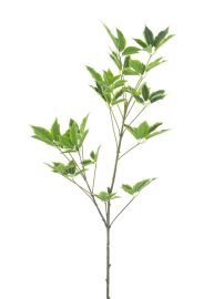 Schefflerazweig grün