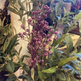 Schleierkraut Zweig purple