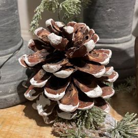 Schwarzkieferzapfen extra groß braun mit weißen Spitzen