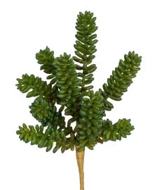 Sedum Sukkulentenpick x9 grün