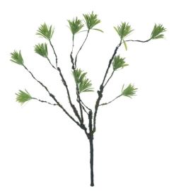 Steineibenzweig grün