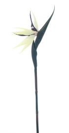 Strelizie cream/purple