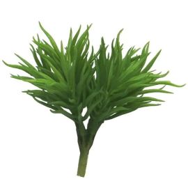 Sukkulente Crassula Himalaya grün