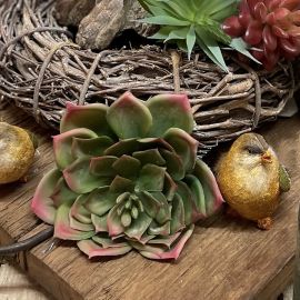 Sukkulente Echeveria Gourin grün