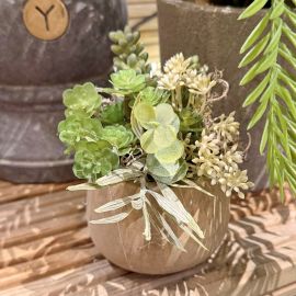 Sukkulenten im Topf taupe