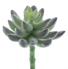 Sukkulenten pick Guanita grün beflockt