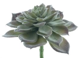 Sukkulenten pick Guanita grün beflockt