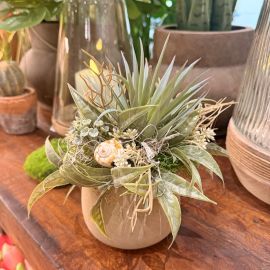 Sukkulentenarrangement im Topf taupe