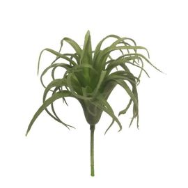 Tillandsia Pick grün 