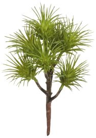 Tillandsia Pick x7 grün 