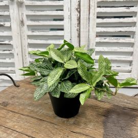 Tradescantia Pflanze grün im Topf