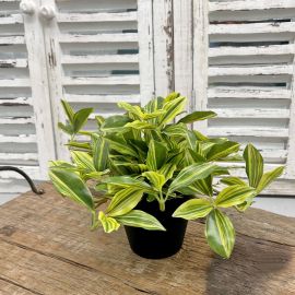 Tradescantia Pflanze grün/hellgrün im Topf