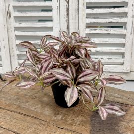 Tradescantia Pflanze rot im Topf