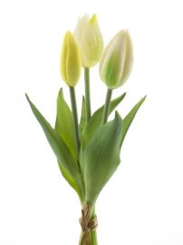Tulpenbund x3 creme real touch