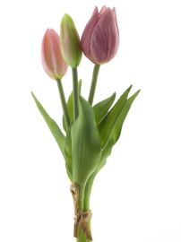Tulpenbund x3 pink real touch