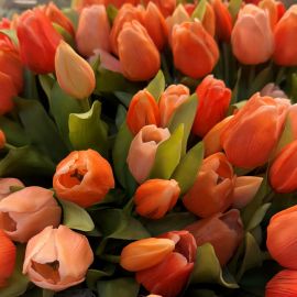 Tulpenbund x7 salmon combo real touch