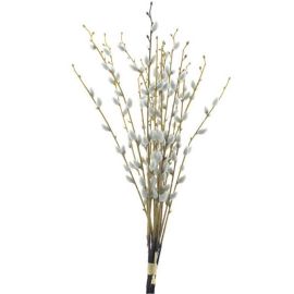 Weidenkätzchen Bund 