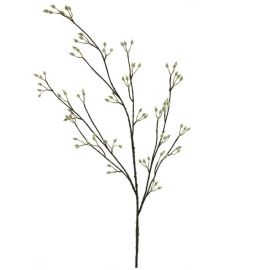 Weidenkätzchen Zweig