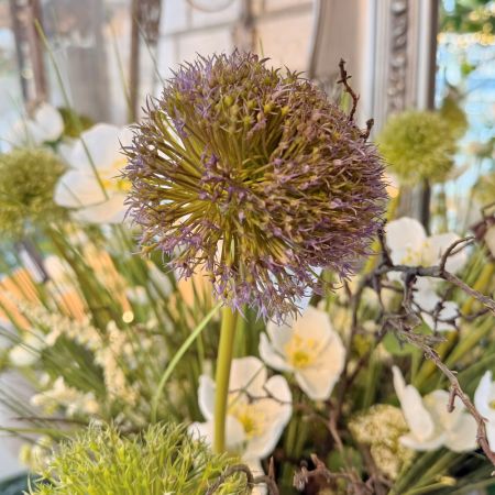 Allium Grande purple