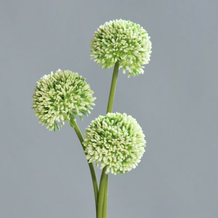 Allium cream