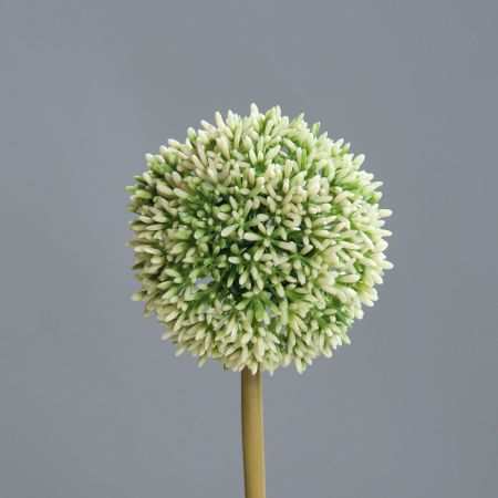 Allium cream