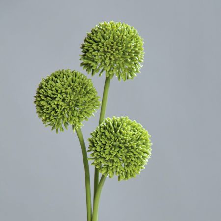 Allium, grün