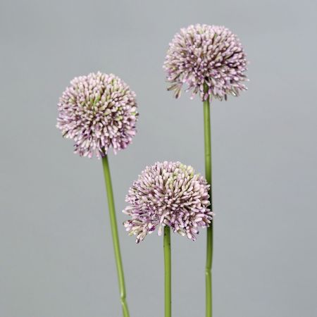 Allium lila 