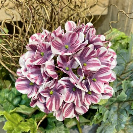 Allium lila 