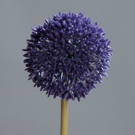 Allium, lila