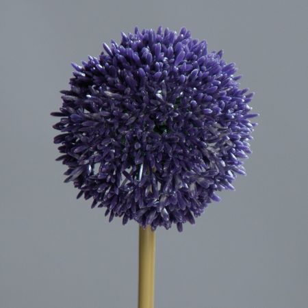 Allium lila