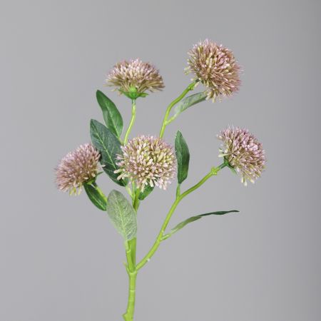 Allium mit fünf Blüten, rosa