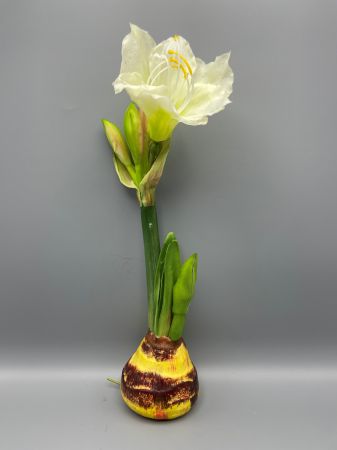 Amaryllis mit Blüte, 6 Dolden und Blätter