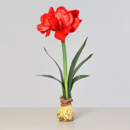 Amaryllis mit Zwiebel rot