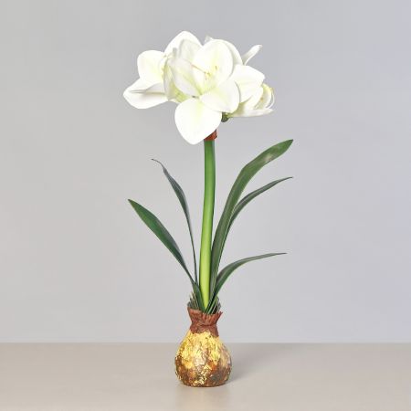 Amaryllis mit Zwiebel stehend cream