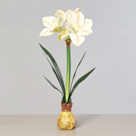 Amaryllis mit Zwiebel stehend cream-rosa