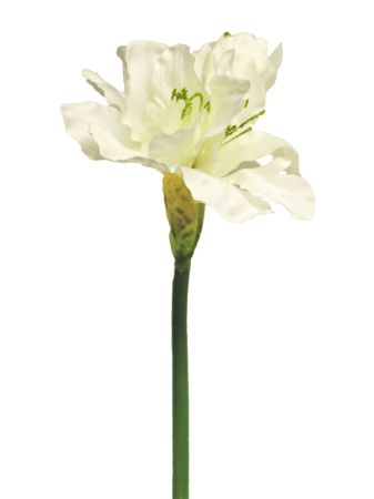 Amaryllis mit drei Blüten creme