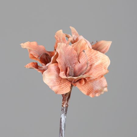 Amaryllis mit drei Blüten, peach-glitter