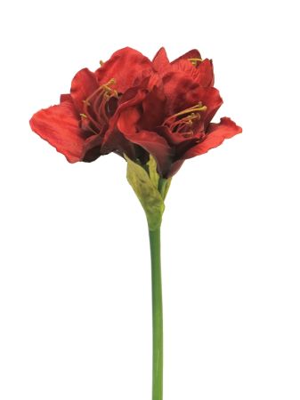 Amaryllis mit drei Blüten, rot